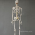 Brand new 45cm skeleton